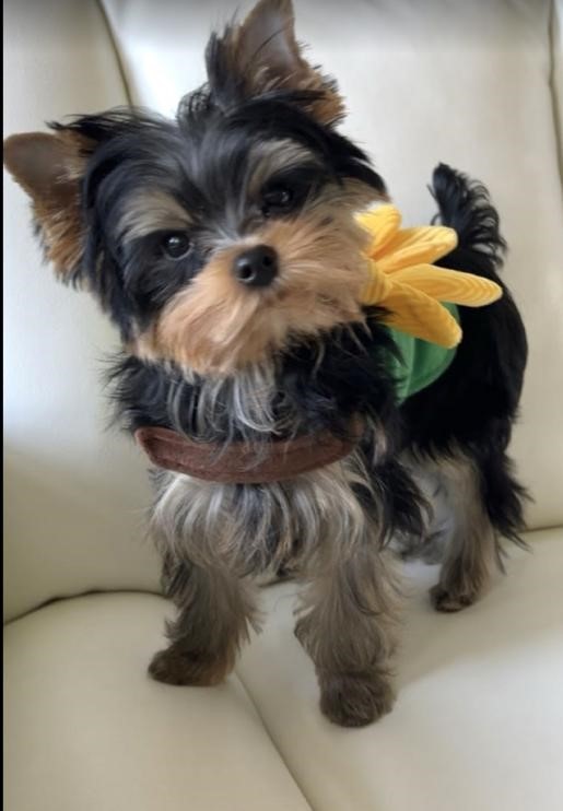 Teacup vs Standard Yorkshire Terrier: Size, Health, and Care Differences.