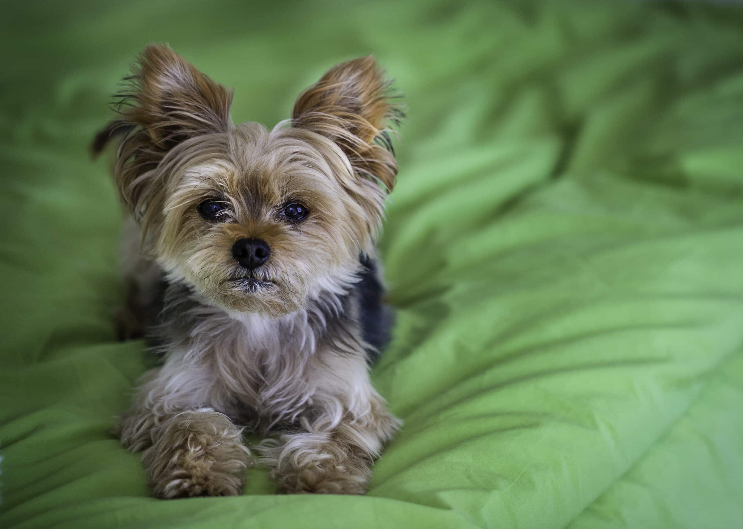 Teacup vs Standard Yorkshire Terrier: Size, Health, and Care Differences.