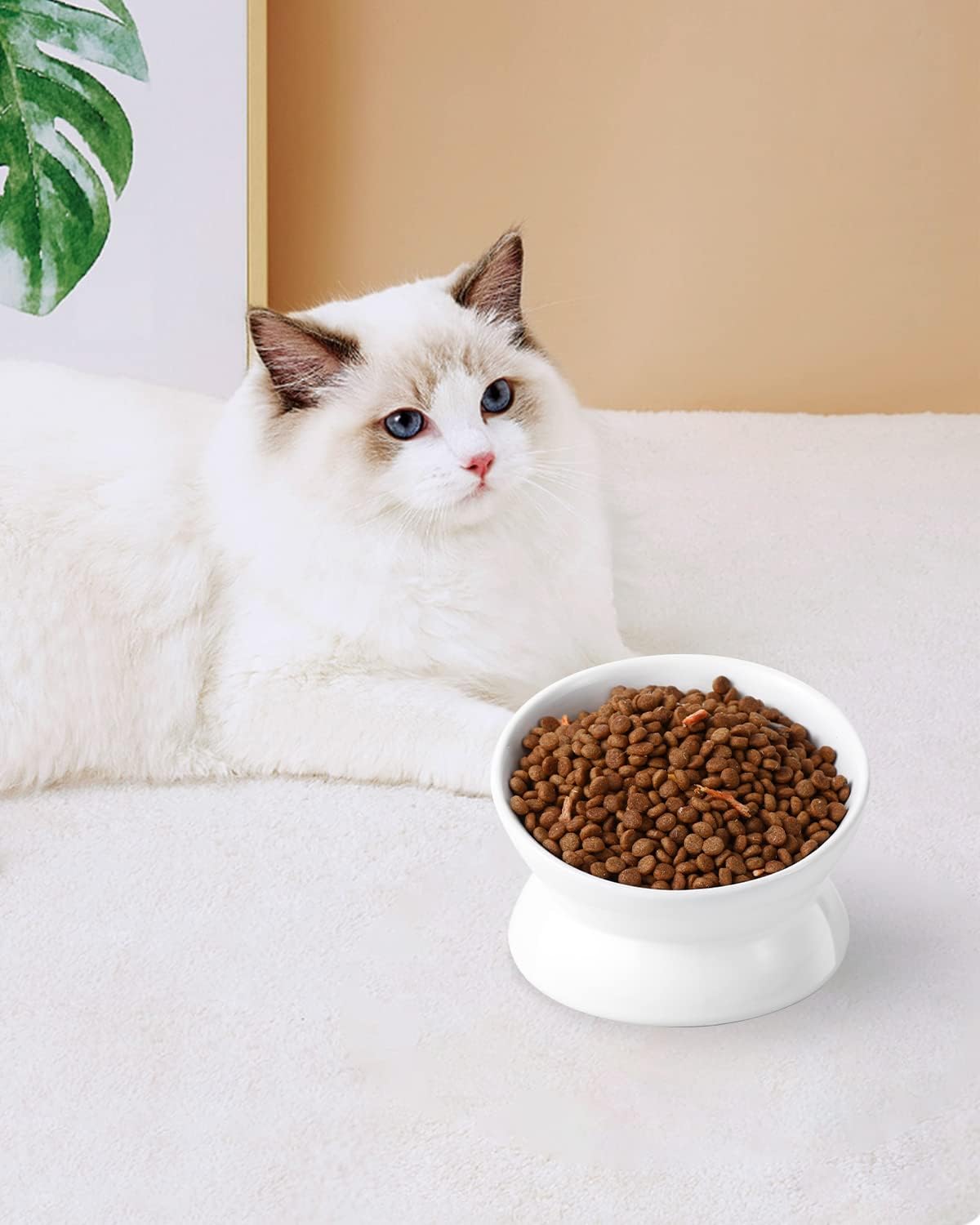 LoeJan Elevated Cat Food Bowl, 5 Oz Ceramic Raised and Tilted Water Bowl, Anti Vomiting and Protect Pets' Spines Dishes for Small Dog, Fat Faced Cat, Kitten (White, 1 Pack) : LoeJan: Pet Supplies - Image 4