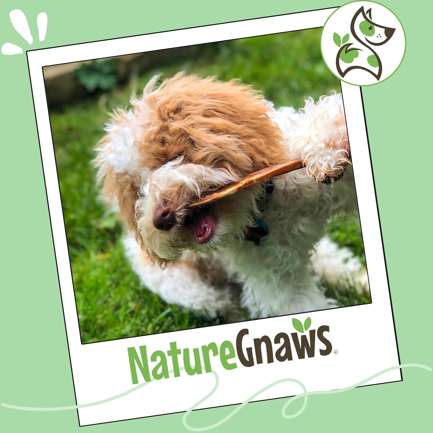 Nature Gnaws Extra Thin Bully Sticks for Small Dogs 5-6" (10 Count) - Long Lasting for Light Chewers and Puppies - Natural Beef Dog Chew Bones : Pet Supplies - Image 4