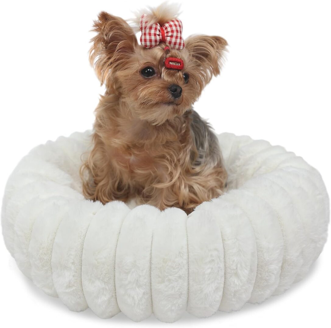 Yorkshire Terrier sitting in round white bed.
