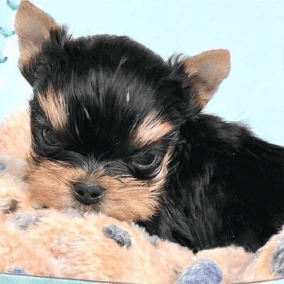 Small puppy resting on a soft blanket.